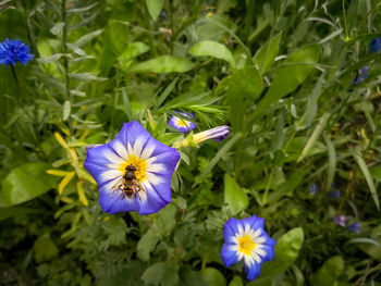 High angle view of purple flowering plants