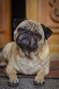 Close-up portrait of a dog