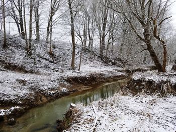 Bare trees by stream in forest during winter