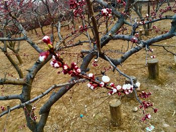 Close-up of flowers growing on tree