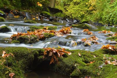 Scenic view of waterfall in forest