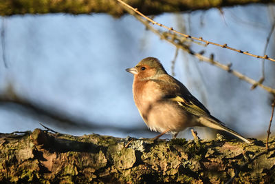 Close-up of bird perching on branch