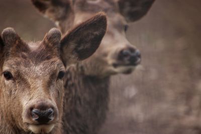 Close-up of deer