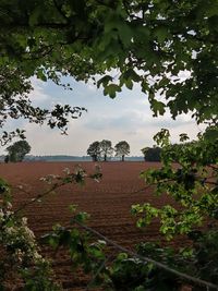 Scenic view of agricultural landscape against sky