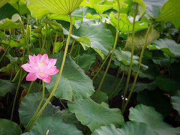 Close-up of pink flowers blooming outdoors