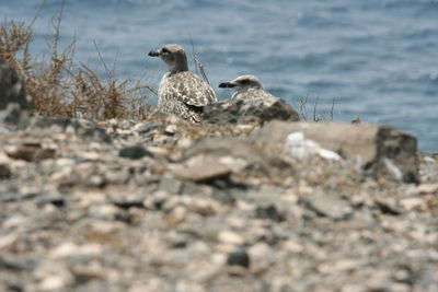 Seagull perching on rock