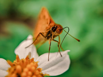 Close-up of butterfly pollinating on flower