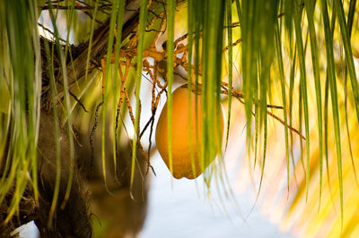 Close-up of plants