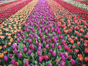 Full frame shot of pink tulip flowers on field