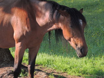 Close-up of horse standing on field