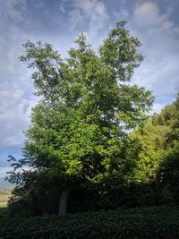 Low angle view of trees in forest against sky