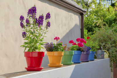 Close-up of potted plant against wall