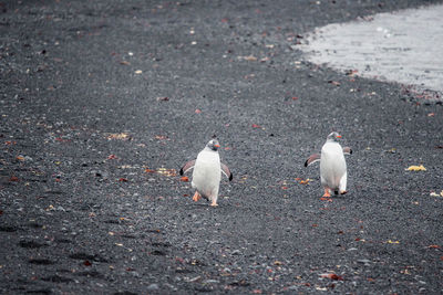 High angle view of birds on road