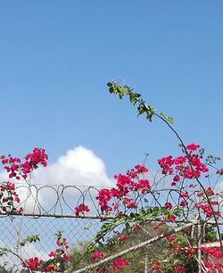 Low angle view of flowers blooming against clear blue sky