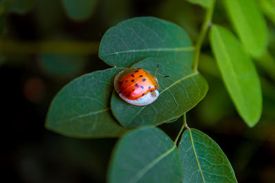 Close-up of ladybug on leaf