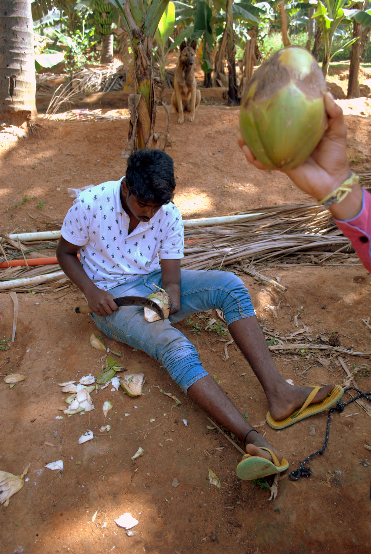 Coconut chipping,