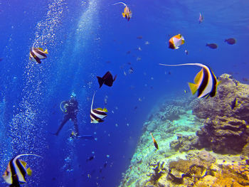 Fish and man swimming in sea