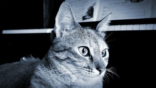 Close-up portrait of cat