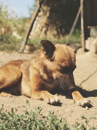 Dog resting on a land