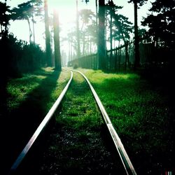 Road passing through forest