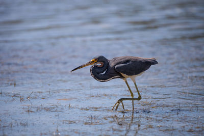 Little blue heron bird egretta caerulea hunts for frogs amid water fern salvinia minima 