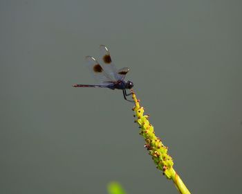 Close-up of insect on flower