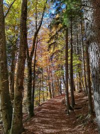 Trees growing in sunlight