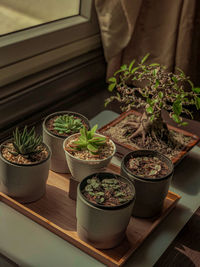 High angle view of potted plants on table