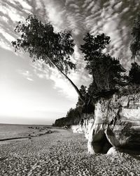 Low angle view of tree on beach