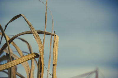 Close-up of barbed wire fence against sky