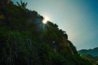 Sunlight streaming through trees against sky