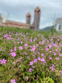 flower