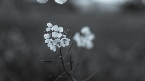 Close-up of flowering plant