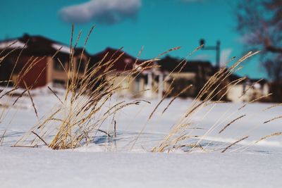 Close-up of dried plants on snowcapped field against sky