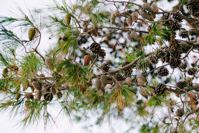 Close-up of pine cone on tree