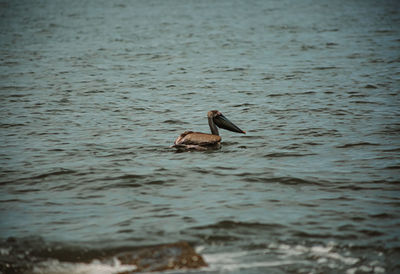 Ducks swimming in lake