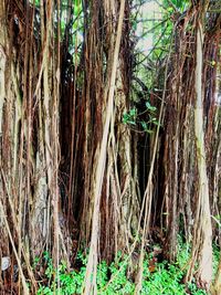 Bamboo trees in forest