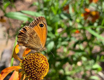 Close-up of butterfly pollinating on flower