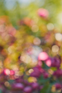 Defocused image of flowering plants