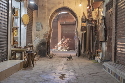 Cats on footpath against arch at market