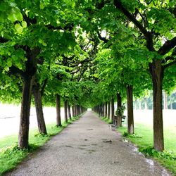 Footpath amidst trees in park