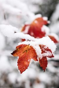 Close-up of red maple leaves during winter