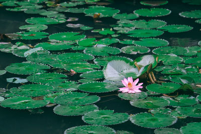 Close-up of lotus water lily