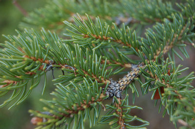 Close-up of pine needles