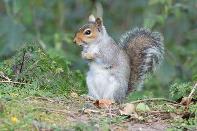 Squirrel on a field