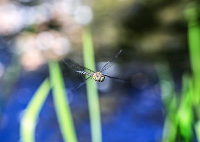 Close-up of damselfly on leaf