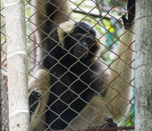 Close-up of monkey in cage