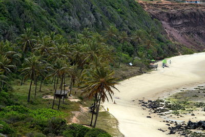 High angle view of palm trees on landscape