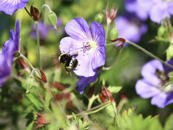 Close-up of bee pollinating on purple flower