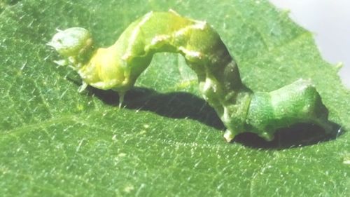 Close-up of green leaf